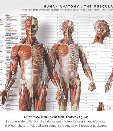 See medical drawing examples and more. AnatomyTools