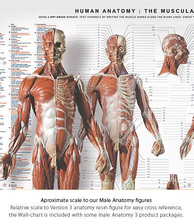 Explore the anatomy systems of the human body! AnatomyTools