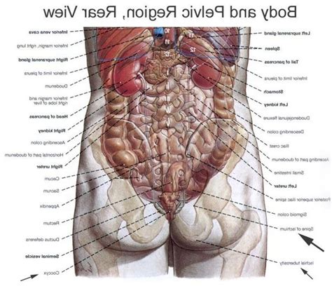 Anatomy of the muscular system. Human Body Organs Diagram From The Back Photos Internal ...