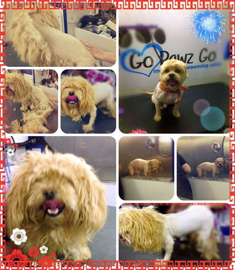 We offer different grooming packages from a simple bath and brush to a fabulous full groom! Go Paws Go best Pet Grooming Salon in San Antonio ...