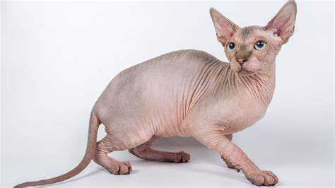 Sphynx katze rassekatzen geliebte katze katzenrassen wilde katzen schönen katzen süße tiere verrückte katzenlady verrückte katzen. Die Sphynx-Katze: Ursprung und Herkunft, Charakter und ...