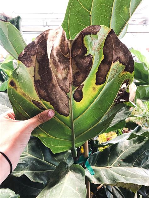 What tips do you have for caring for a fiddle leaf fig tree?! The Complete Guide To Caring for A Fiddle Leaf Fig ...