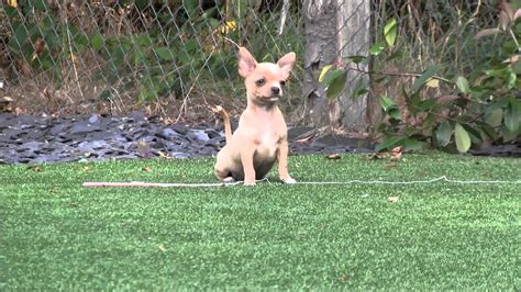 Read more about this dog breed on our chihuahua breed information page. Blue and Apricot Chihuahua Puppies for Sale - YouTube