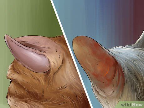 They may tilt their head to one side as they walk, or they may have balance. 3 Ways to Diagnose and Treat Ear Infections in Cats - wikiHow