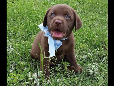 Dickendall labradors breeds only blacks and yellows, no chocolate puppies. Heart Of Texas Labrador's - Puppies For Sale