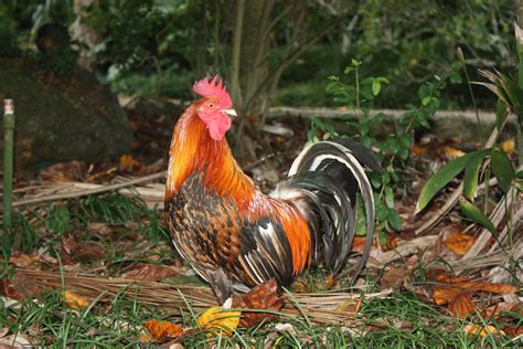 This different behavior and appearance will guide us in. Hawaii Rooster | Animals, Nature, Rooster