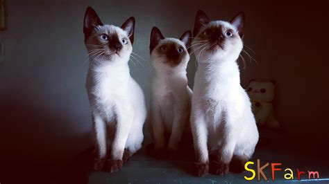 Check spelling or type a new query. (ลูกแมววิเชียรมาศ Siamese Cat) แมวมงคลไทยโบราณสายพันธุ์ไทย ...