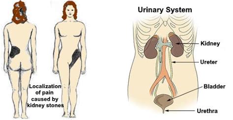 The abdomen contains all the digestive organs including the stomach small and large intestines pancreas liver and gallbladder. Where Your Kidneys are Located & Where Kidney Pain is Felt