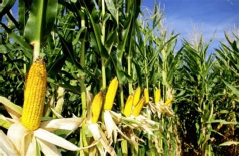 Tinggi tanaman jagung manis tidak banyak berbeda dengan jagung biasa, namun sedikit lebih pendek. Panduan Cara Budidaya Jagung Manis, Perawatan Hingga Panen ...