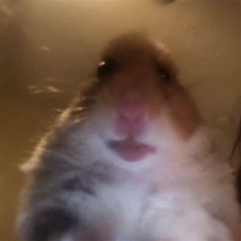 Meme hamster pfp / see more of meme.hamster on facebook. Create meme "fun with hamsters, hamster selfie, funny ...