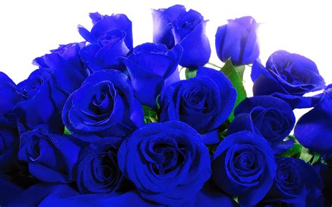 Have you ever thought how to decorate your cell phone or tablet background and make it more attractive? Blue Rose Wallpaper HD | PixelsTalk.Net