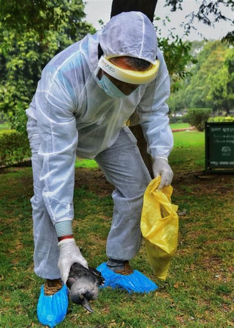 The history of bird flu in humans is short. Bird flu spreads to 10 states, PM advises strict vigil ...