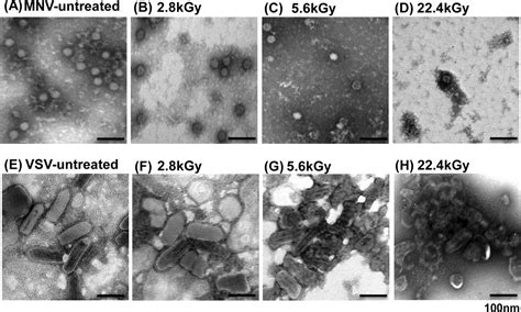 During the first few days after you recover from norovirus illness. Inactivation of a Human Norovirus Surrogate, Human ...