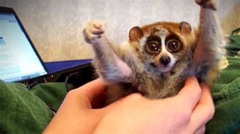 Profauna indonesia says slow loris are usually sold for around $20 each in animal markets and shopping malls in major however, as cute as the slow loris is, they really wouldn't make a great pet. Save the rainforest: The Truth behind the Slow Loris Pet Trade