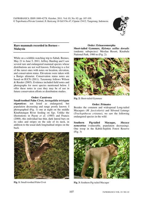 Both varieties are generally mutually intelligible. (PDF) Rare Mammals Recorded in Borneo, Malaysia