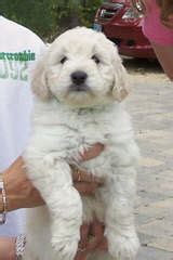 F1 miniature goldendoodles for sale. Dog Breeders in Iowa / Puppies For Sale in Iowa - Part 2