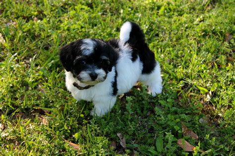 Alabama alaska arizona arkansas california colorado connecticut delaware district of columbia florida georgia hawaii idaho illinois indiana iowa kansas kentucky louisiana. Puppies for sale - Alabama Havanese