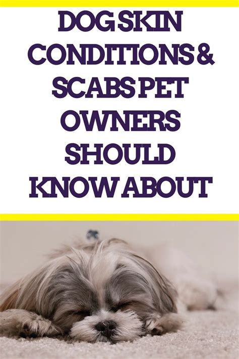 Jun 04, 2020 · any of these cat skin problems, as well as unexplained nodules, bumps or open sores or scabs on your cat, should get checked by your veterinarian for accurate diagnosis and treatment. Dog skin conditions scabs - BEST PET CARE HUB | Dog skin ...
