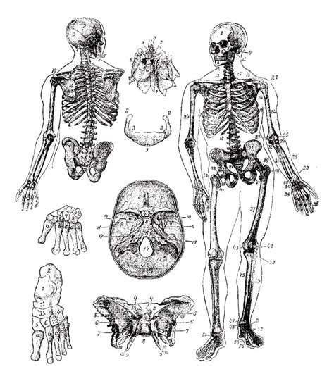 The skull is a skeletal structure in the head that supports the face and forms the protective cavity for the brain. Human skeleton vintage engraving - Vintage Coloring Pages ...