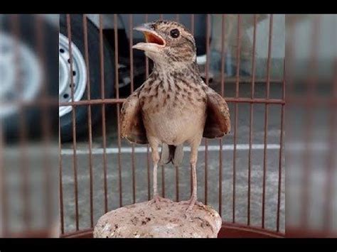 Bebek mottled, baik jantan dan betina, memiliki warna bulu yang sama sehingga sulit membedakannya jika berdasarkan bulu saja.7 x teliti warna paruh bisa menjadi petunjuk lain untuk membedakan bebek jantan dan betina. Cara Membedakan Branjangan Jantan dan Betina Akurat ...