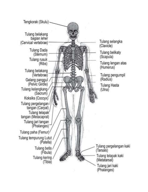 Kerangka manusia mengacu pada kerangka internal tubuh manusia, terdiri dari 206 kerangka manusia: Kerangka manusia