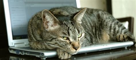 Cat music, pet care club, relaxmycat — music for kittens and cat 00:37. Waarom het negeren van je kat niet altijd werkt - Praktijk ...
