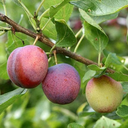 Taken from orchards the standard tree are mostly low branching making fruit picking easy. Methley Plum Trees for Sale - FastGrowingTrees.com in 2020 ...