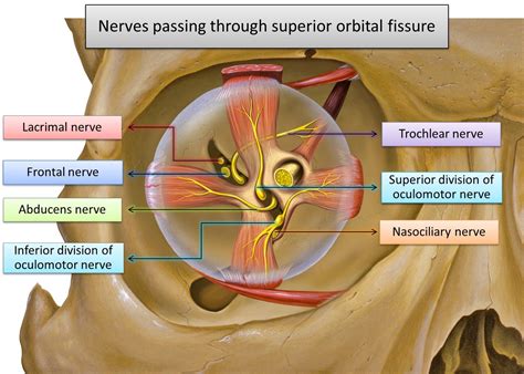 The mandibular fossa is bounded, in front, by the articular tubercle; SUPERIOR ORBITAL FISSURE | Medical anatomy, Medical ...