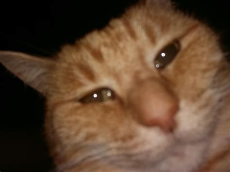 Had a little too much catnip.