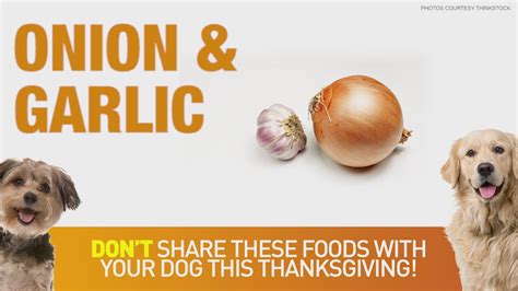 Thanksgiving food dogs can have. 9 Thanksgiving foods that will make your dog sick | khou.com