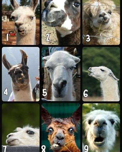 Say that it's real, say that it's real. llamas how do you feel today - Google Search | How are you ...