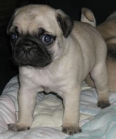 Here is a list of the jurisdictions in north america that have enacted such legislation. Pug Puppies for sale in Massachusetts MA Pugs for sale