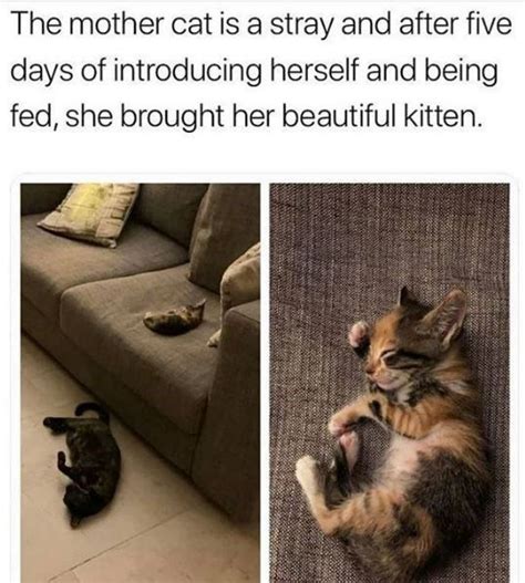 The best memes from instagram, facebook, vine, and twitter about saturday meme. Bringing The Catitude For Caturday's Meme Selection (27 ...