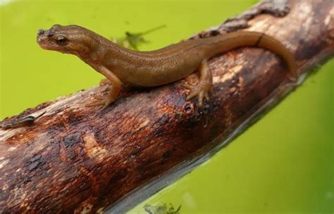 Este grupo incluye anélidos, como lombrices de tierra, anfibios como sapos, ranas y salamandras, y algunos. Animales Que Respiran Por La Piel Para Colorear - Animales ...