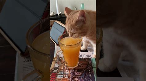 The short answer is no, cats can't safely eat oranges. CAT drinks Orange juice - YouTube