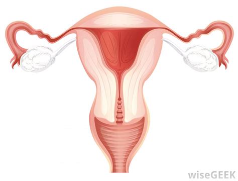 During childbirth, the cervix can expand to allow a baby to pass. What Happens to the Womb during Pregnancy? (with pictures)