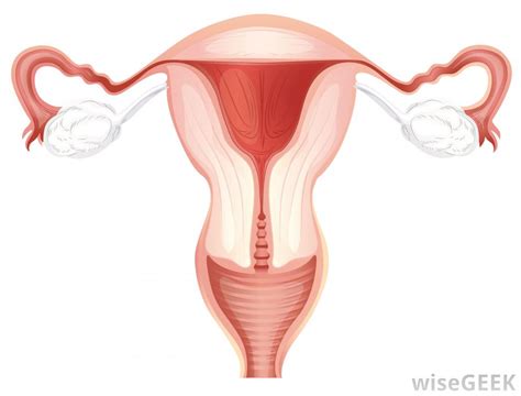 115i.3 human male and female reproductive systems. Female Reproductive System Blank Diagram - ClipArt Best