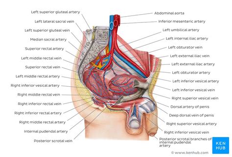 Jump to navigation jump to search. Pelvic veins, lymphatics and nerves: Anatomy and drainage | Kenhub