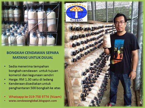 Menurutnya, proses tanaman cendawan tiram kelabu, memerlukan penggunaan habuk kayu serta ''selepas itu, beg plastik tersebut akan disuntik dengan benih cendawan dan diperam selama dua. Cendawan Global: Industri Cendawan di Malaysia