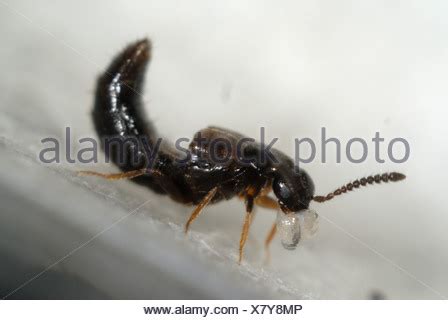 2.7 mm (2.3 to 2.8 mm) origin: Greenhouse rove beetle Dalotia coriaria predator of flies ...