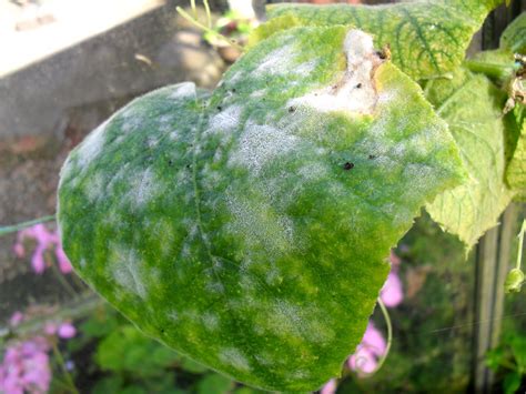 When should you plant cucumbers? A Woman of the Soil: Greenhouse Blues