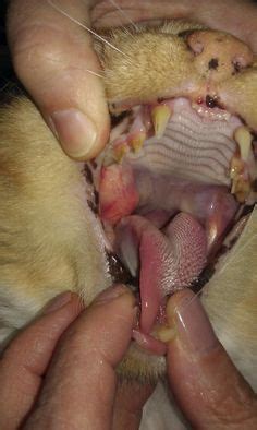 In dogs, prognosis for recovery depends pets with mast cell tumors can also have complications like stomach problems from the overproduction of histamine and excessive bleeding. 42 Best Dog Lumps and Bumps images | Dogs, Pet health, Bump