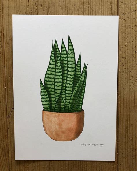 Using this approach, drawing a cactus will be quite easy. Sansevieria drawing 🏻 | Flower drawing, Drawings, Plant art