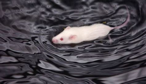 La mejor musica online gratis de rock en español. Rata blanca (32 fotos): ¿cuántas ratas albinas de ojos ...
