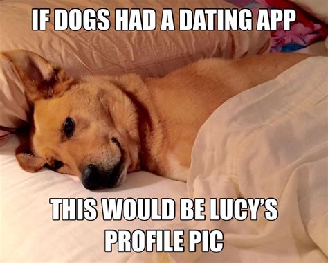 Schmooze is the new dating app using memes to match people: If dogs had a dating app This would be Lucy's profile pic ...