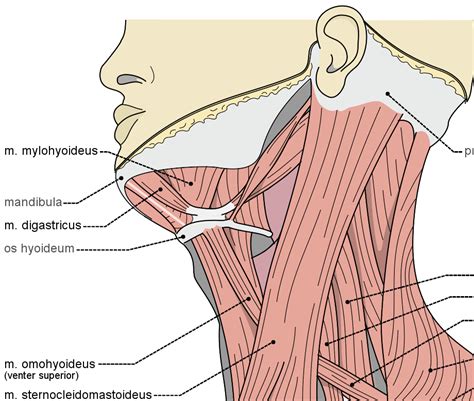 Quickly memorize the terms, phrases and much more. Raps About Human A And P Muscle - Human Health Care Logo ...