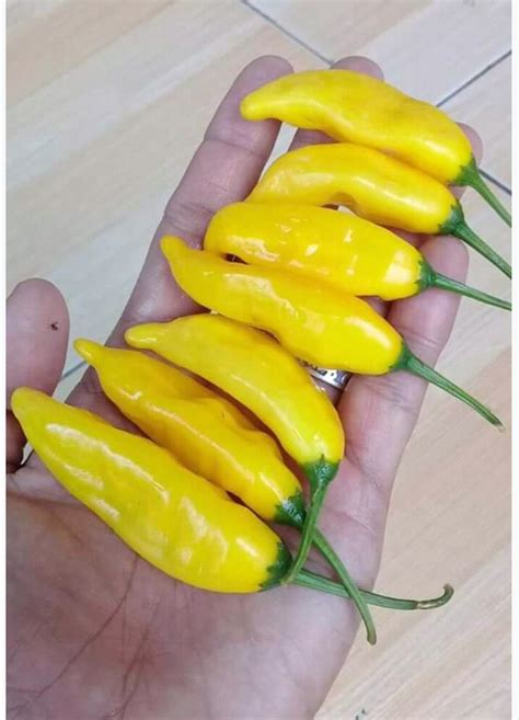 Cara menanam tanaman buah mangga irwin dalam pot. Tips Cara Berkebun Sayuran dan Pohon Buah Asal Tanam ...