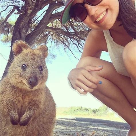 Makes no bloody sense and i've never heard a sensible explanation for it. Quokka Selfie, des touristes se prennent en photo avec l ...