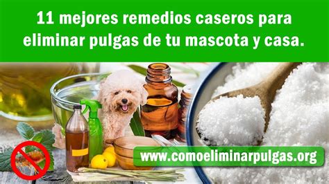 Para poder eliminar pulgas en casa, es muy importante lavar y limpiar a fondo cualquier lugar, tejido o juguete que haya estado en contacto con nuestro peludo a temperaturas altas, ya que suelen albergar huevos y/o larvas entre los cojines, mantas o cualquier objeto de nuestra mascota. Cómo eliminar pulgas en perros, gatos, de la casa: 11 ...