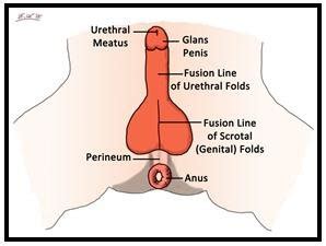 The urinary system functions to remove waste material from the body. The Fusion of the Urethral Folds and the terminal ...